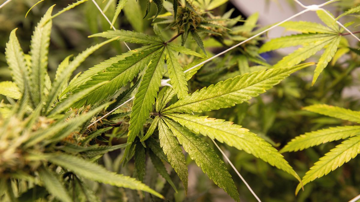 Strana kancléře Merze chce zvrátit legalizaci marihuany v Německu